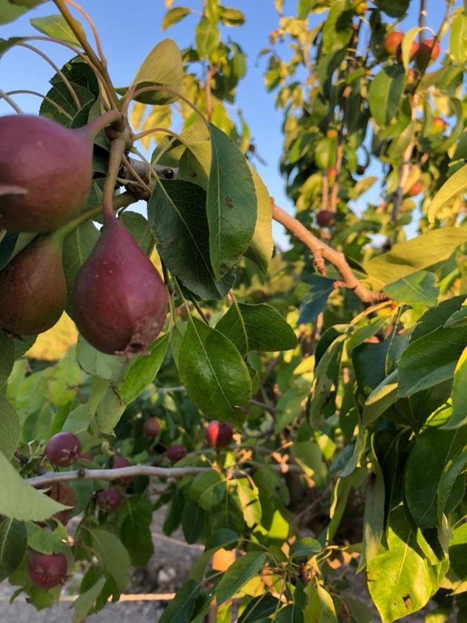 Podere Il Sasso Barberino di Mugello Eksteriør bilde